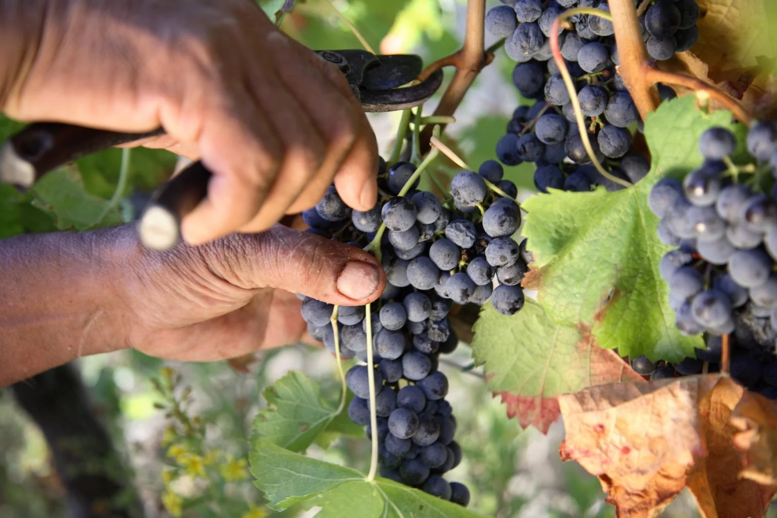 Grappoli di Sangiovese in invaiatura nei vigneti di Villa Dianella