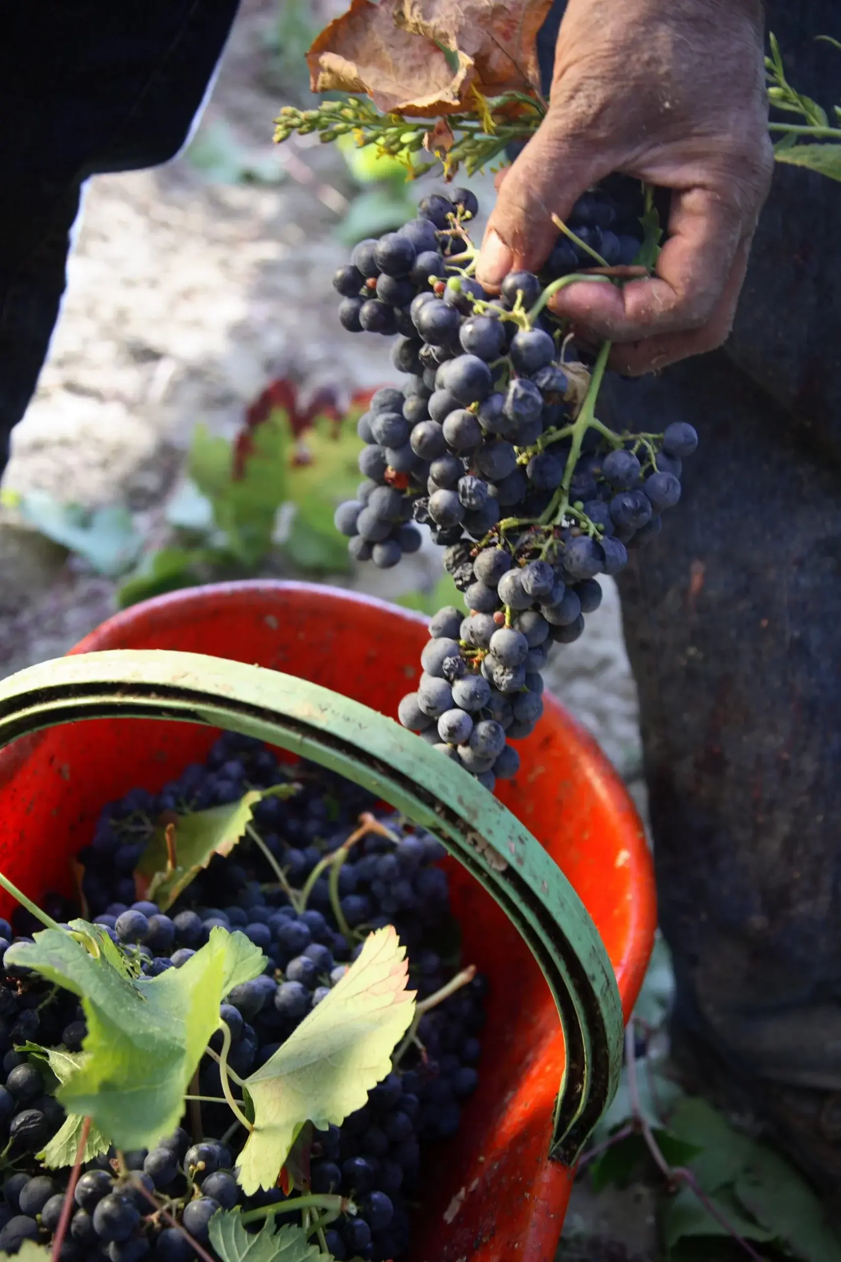 La raccolta a mano dell'uva nei vigneti biologici di Villa Dianella