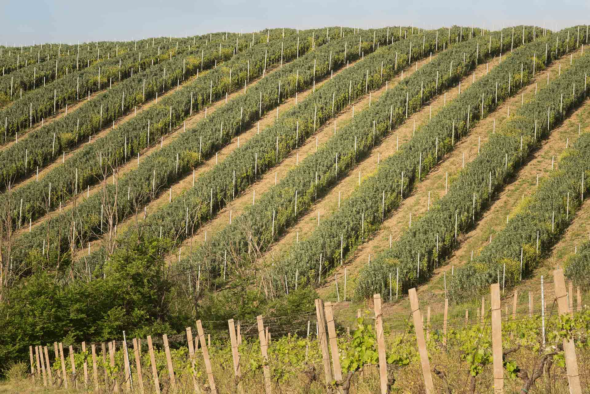 Villa Dianella wine resort a Vinci, Toscana