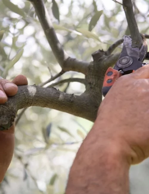 AGRICOLTURA-INVIATO-75