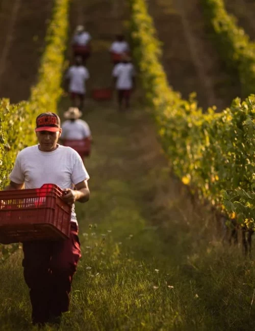 AGRICOLTURA-INVIATO-76