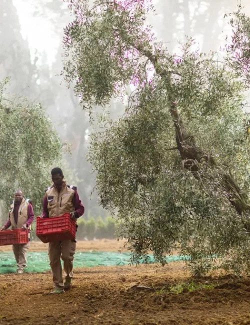 AGRICOLTURA-INVIATO-78