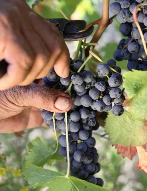 AGRICOLTURA-INVIATO-79