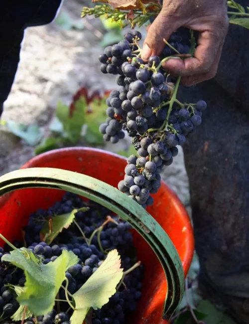 AGRICOLTURA-INVIATO-80