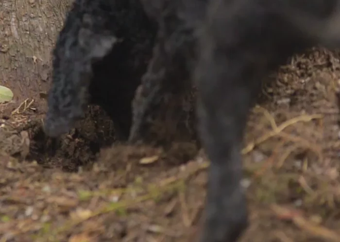 dianella-Caccia-al-tartufo-2-1024x1024