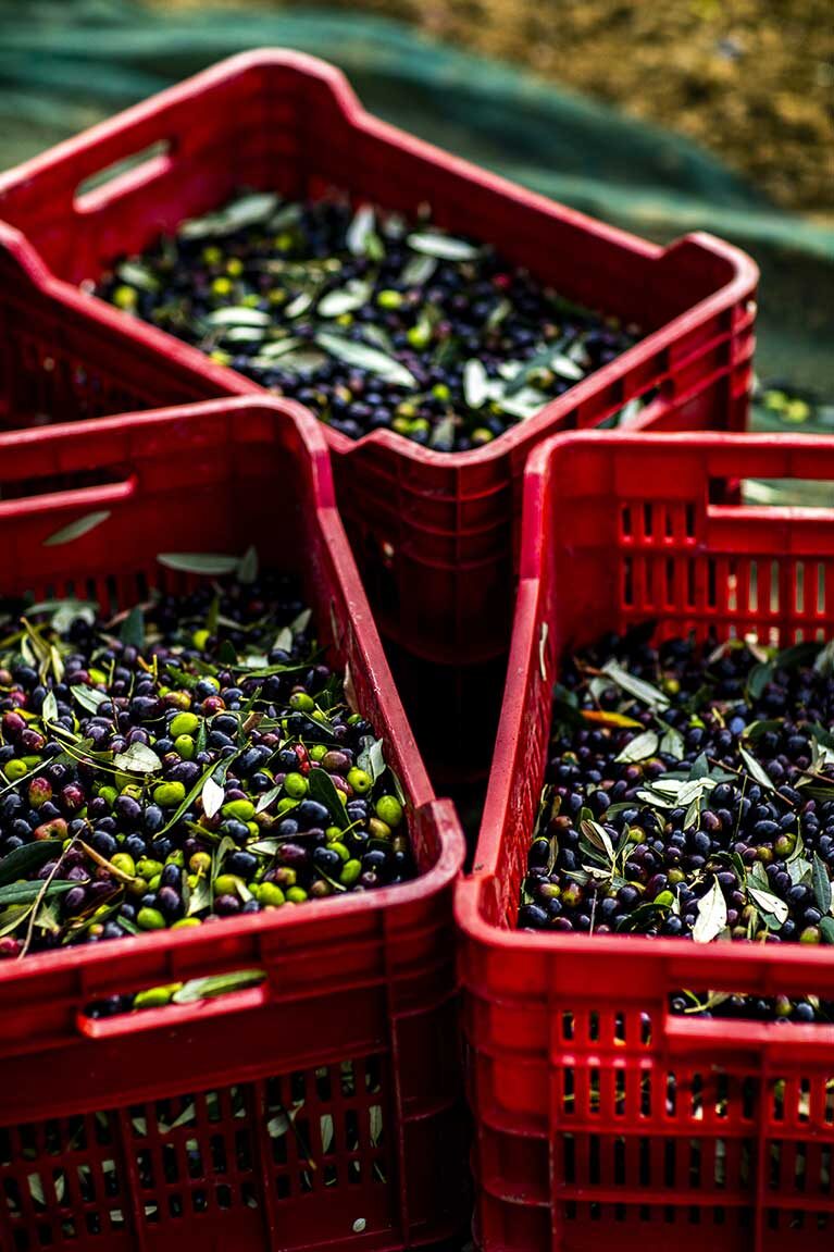 L'olio extravergine biologico di Villa Dianella