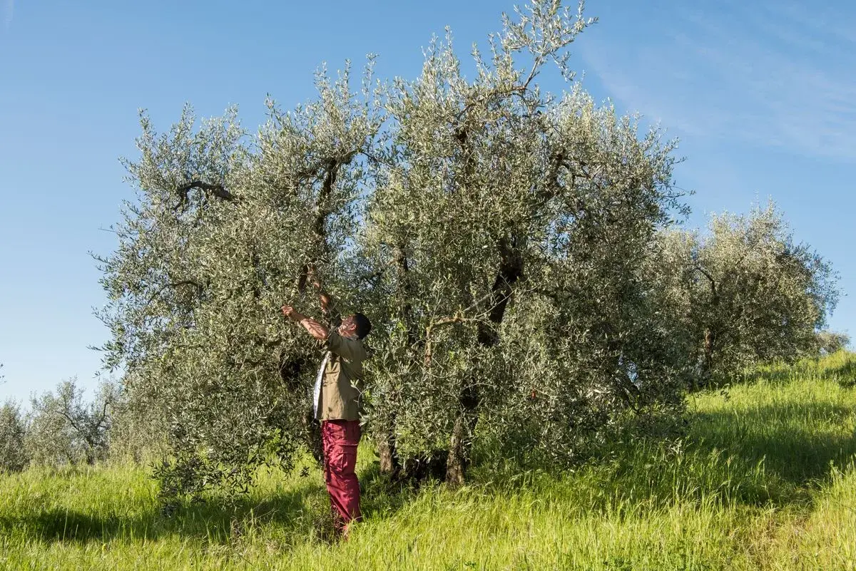 olio-3 Olio extravergine biologico - Villa Dianella Vinci