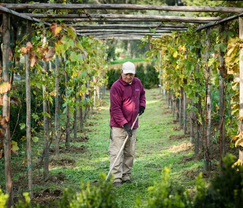 La Vigna di Leonardo da Vinci a Villa Dianella