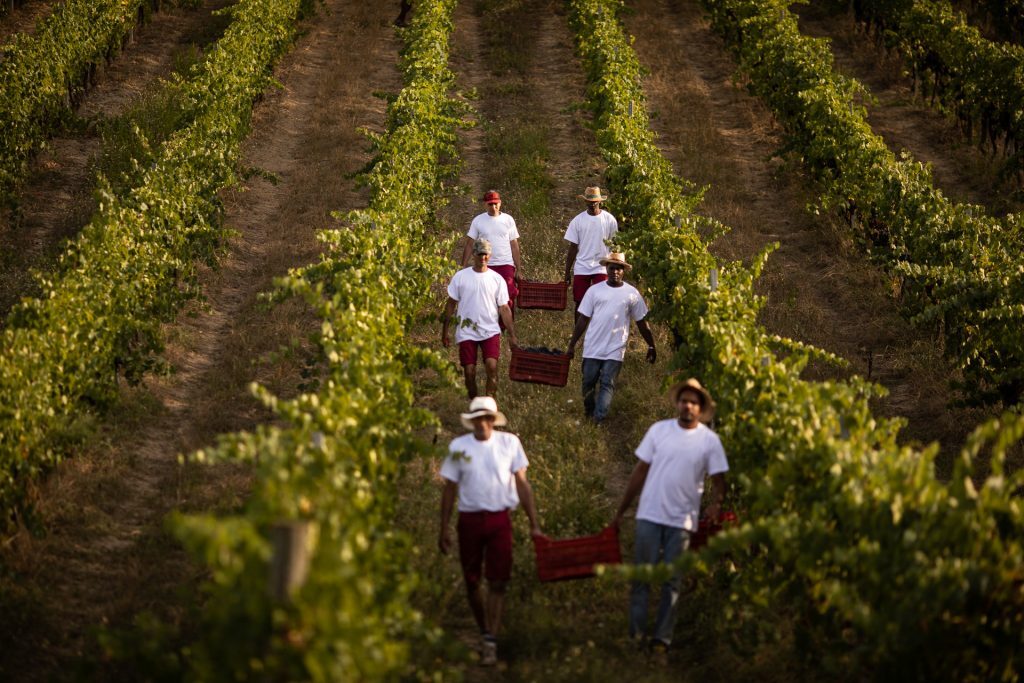 Villa Dianella wine resort a Vinci, Toscana