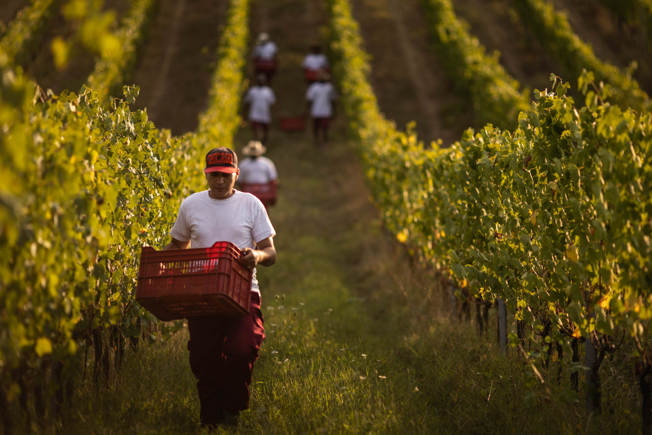 La vendemmia si avvicina nei vigneti biologici di Villa Dianella
