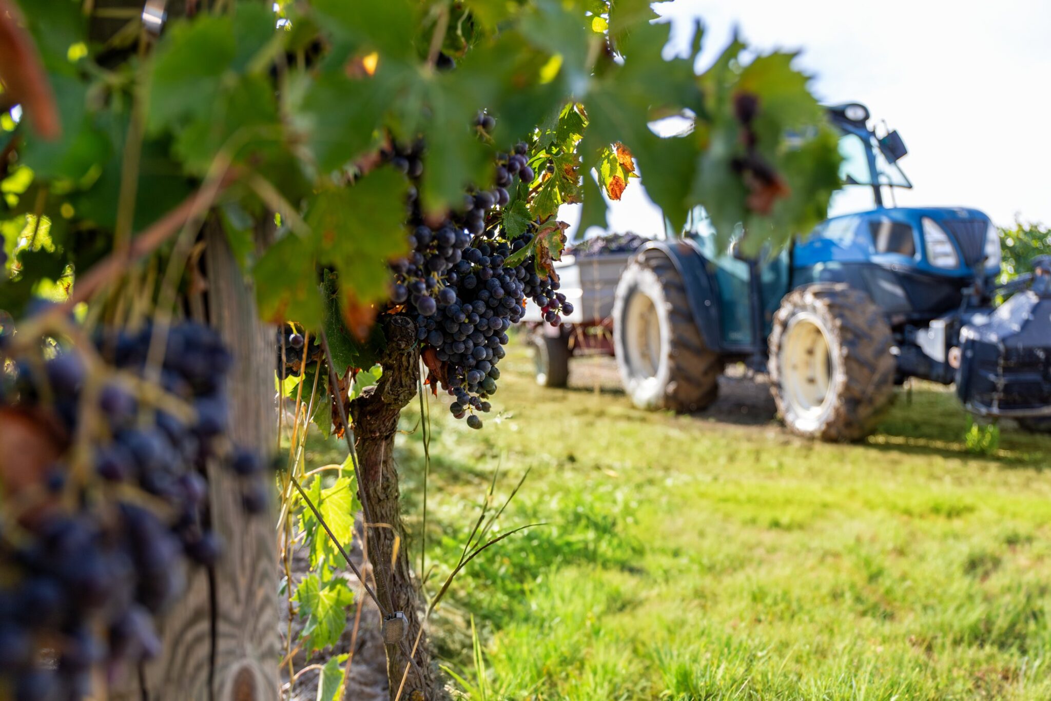 Grappolo d'uva sulla vite con il trattore per la raccolta sullo sfondo nei vigneti di Villa Dianella