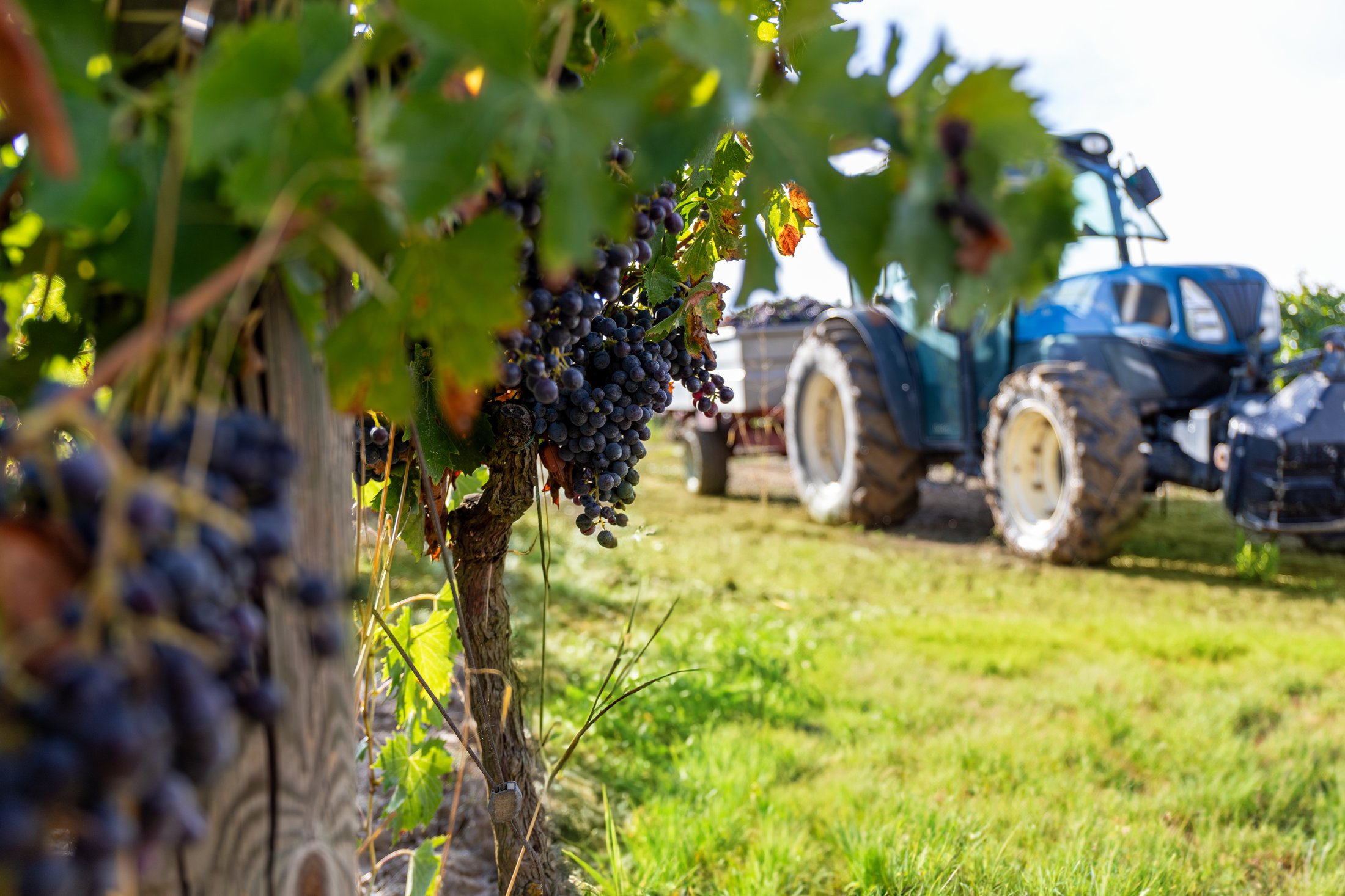 Grappolo d'uva sulla vite con il trattore per la raccolta sullo sfondo nei vigneti di Villa Dianella