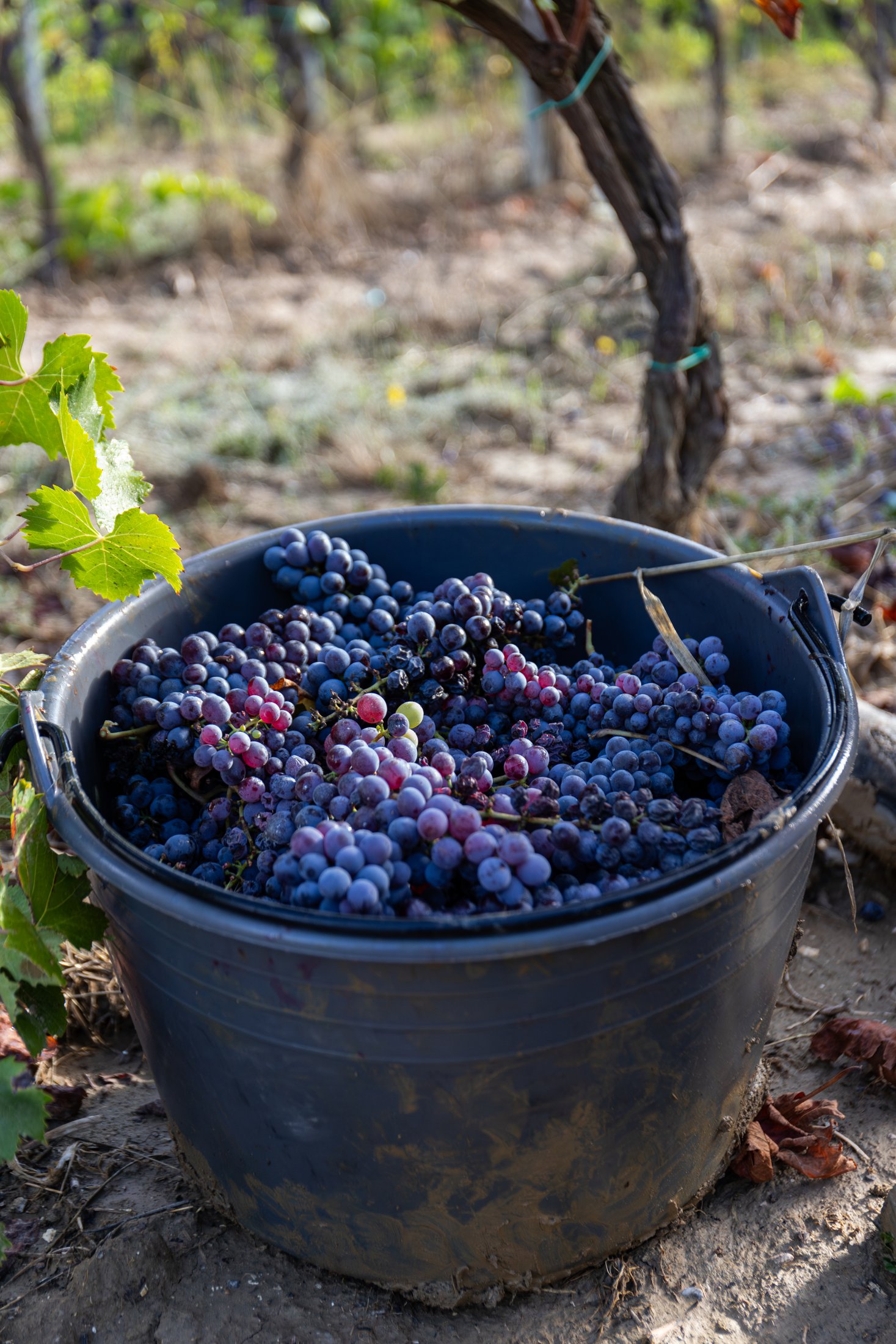 Secchio con grappoli d'uva raccolti a mano tra i filari dei vigneti di Villa Dianella