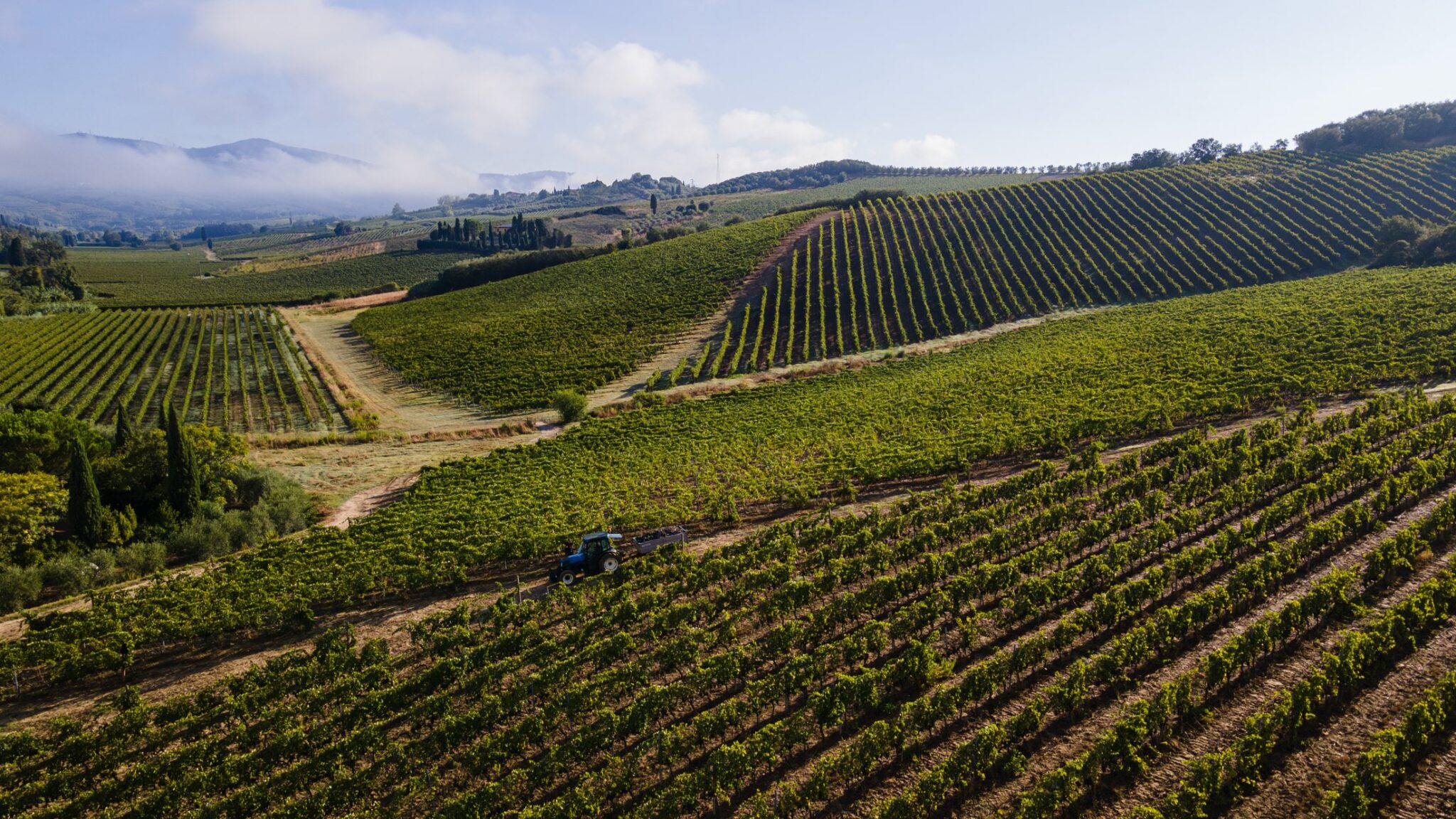 Vista aerea dei vigneti di Villa Dianella con il trattore per la raccolta tra i filari sulle colline di Vinci