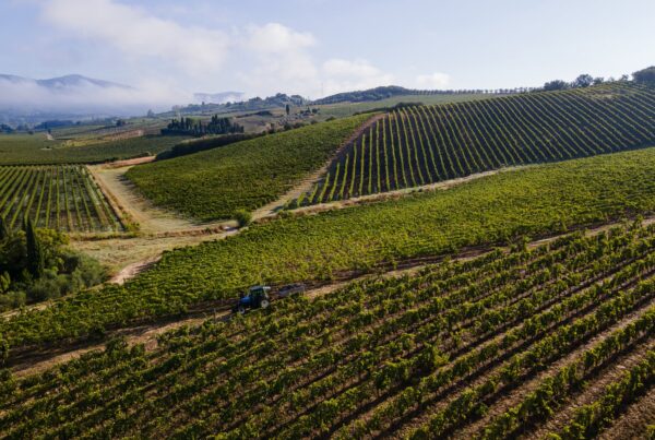 Vista aerea dei vigneti di Villa Dianella con il trattore per la raccolta tra i filari sulle colline di Vinci