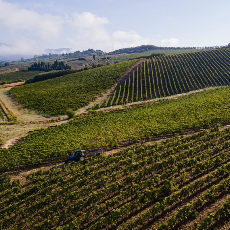 Vista aerea dei vigneti di Villa Dianella con il trattore per la raccolta tra i filari sulle colline di Vinci