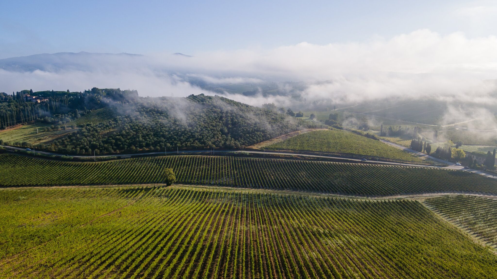 I vigneti di Villa Dianella avvolti dalla nebbia mattutina sulle colline di Vinci