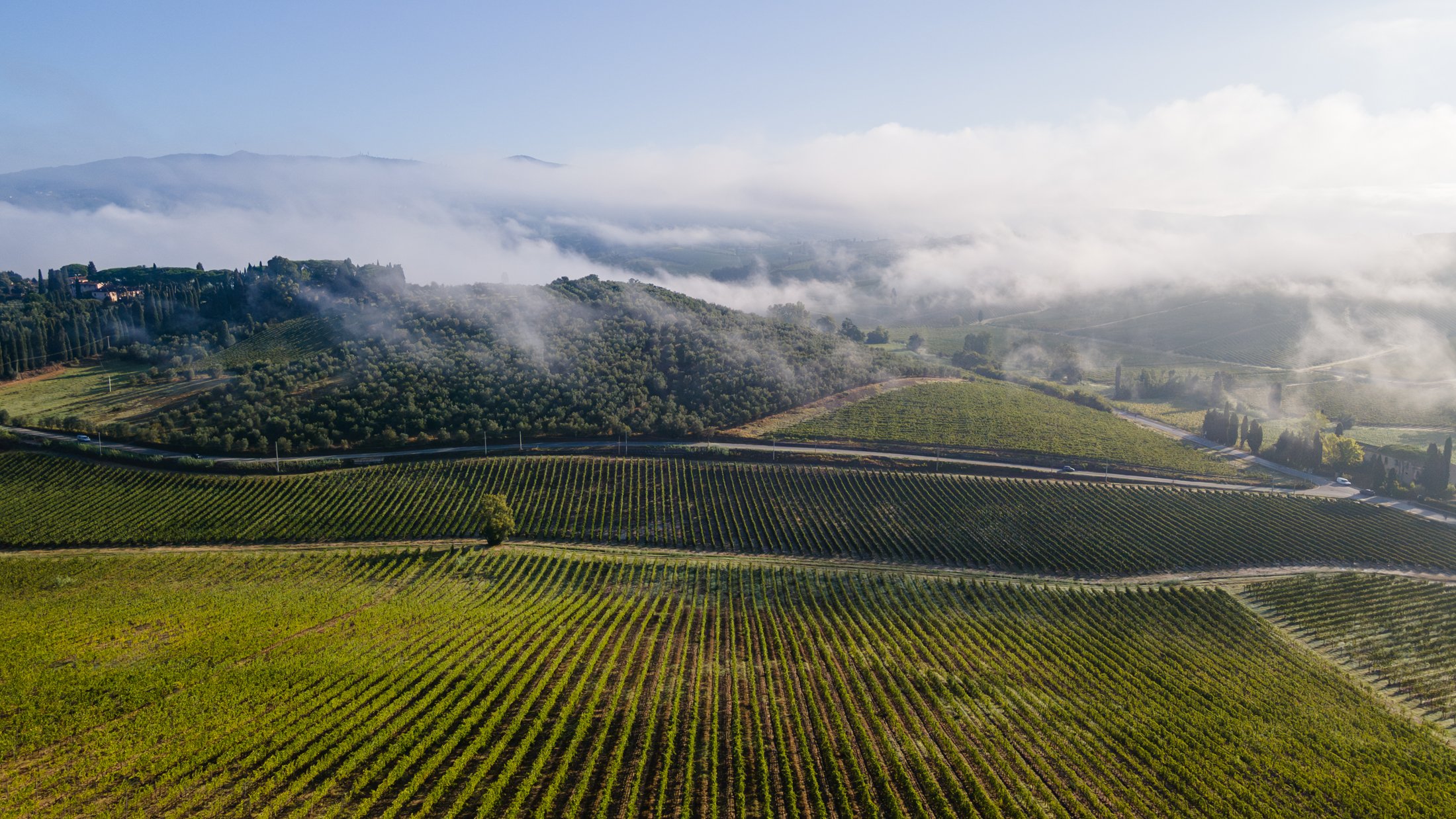 I vigneti di Villa Dianella avvolti dalla nebbia mattutina sulle colline di Vinci