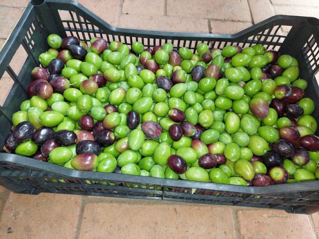 Cassetta di olive 2026