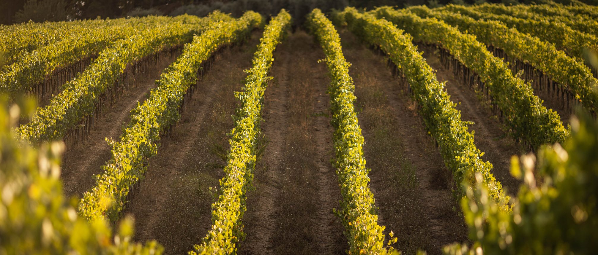 Il vino nasce qui