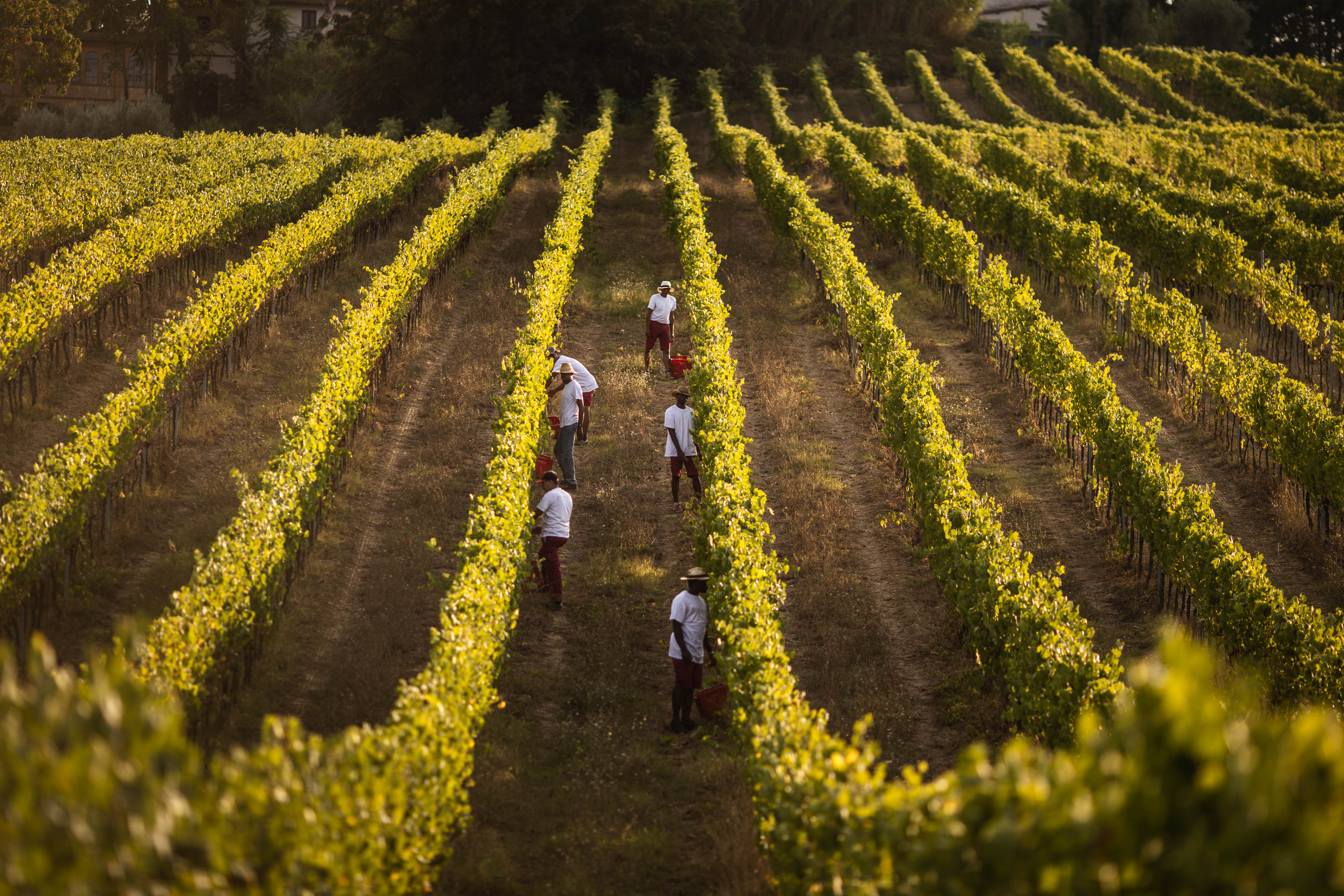 Vendemmia a Villa Dianella: Un Paradiso di Vino Biologico nel Cuore del Chianti